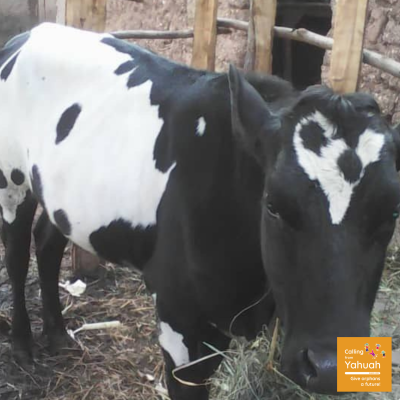 timeline-2018-2 the cow